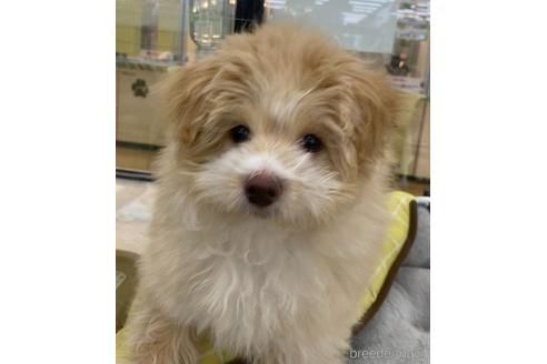 成約済の北海道のミックス犬-175330